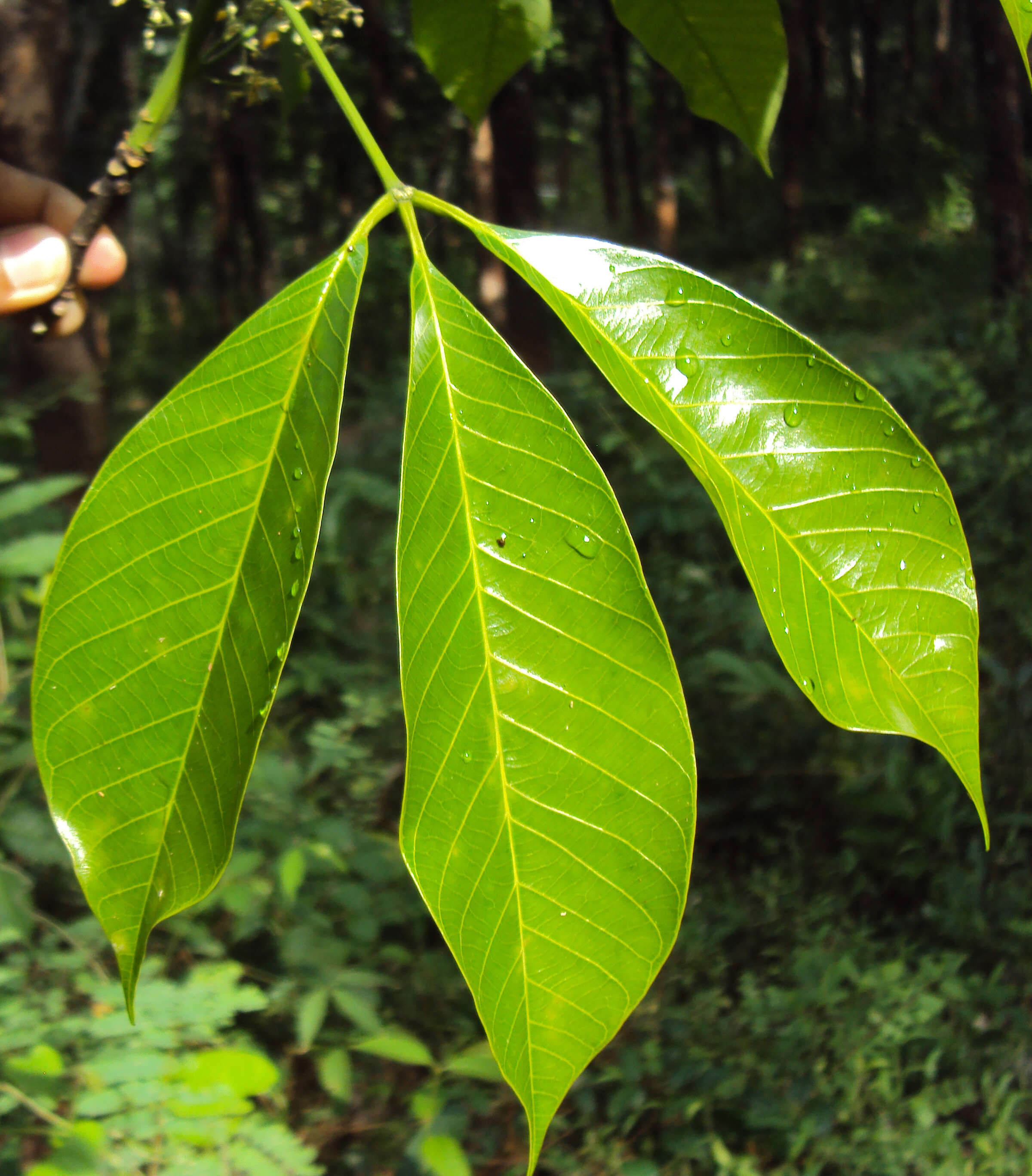 Image of Para rubber tree