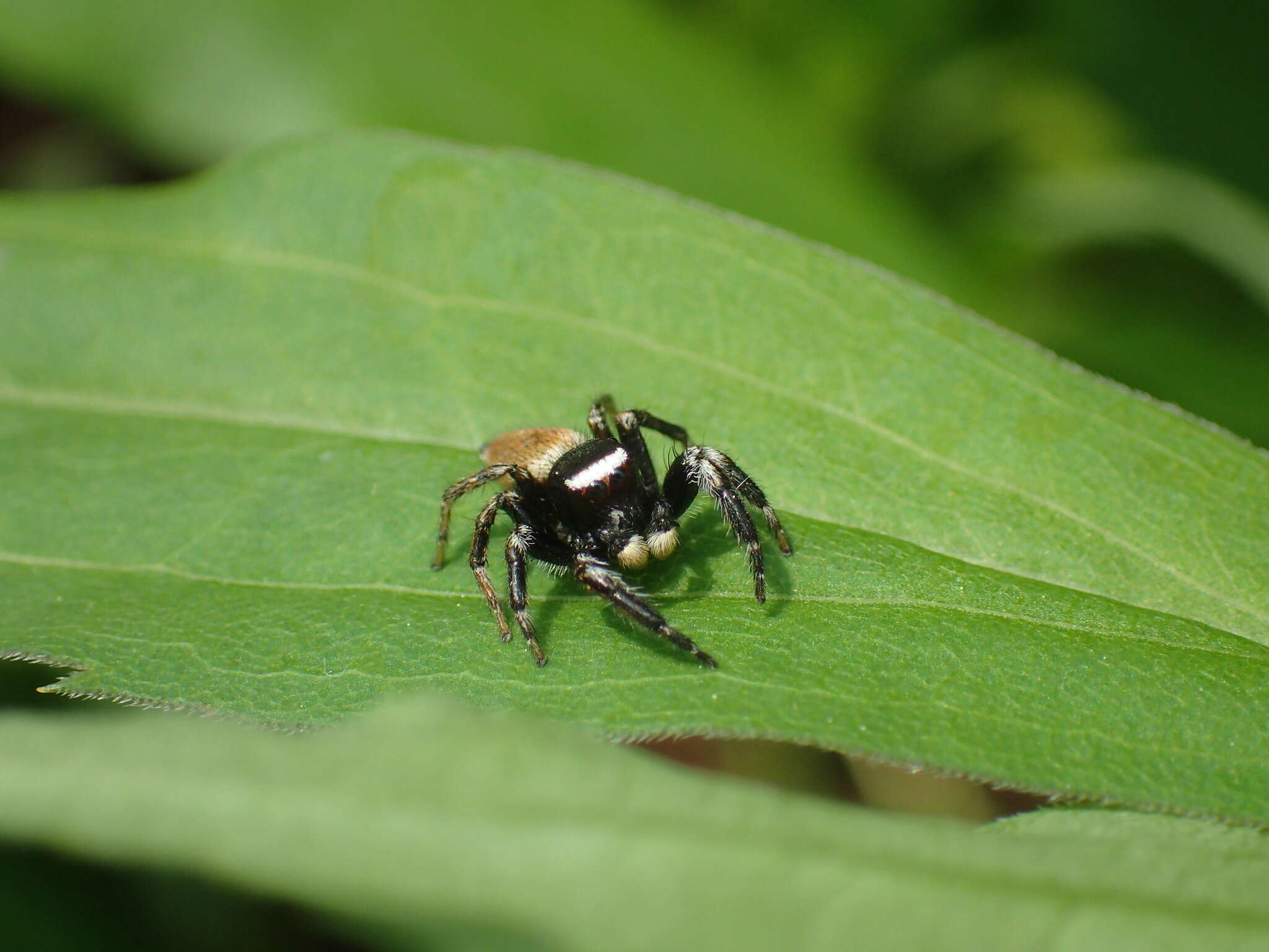 Image of Evarcha albaria (L. Koch 1878)