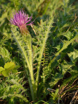 Image of dwarf thistle