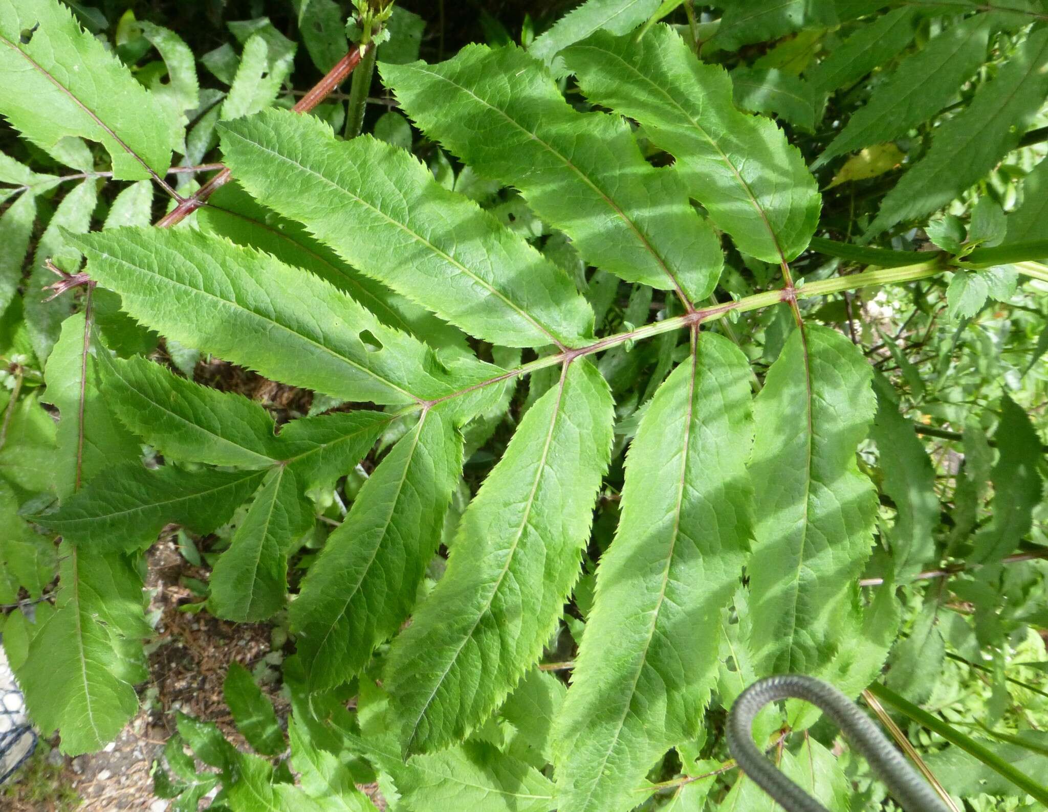 Image of Sambucus adnata Wall.