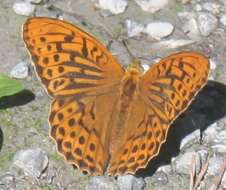 Image of silver-washed fritillary