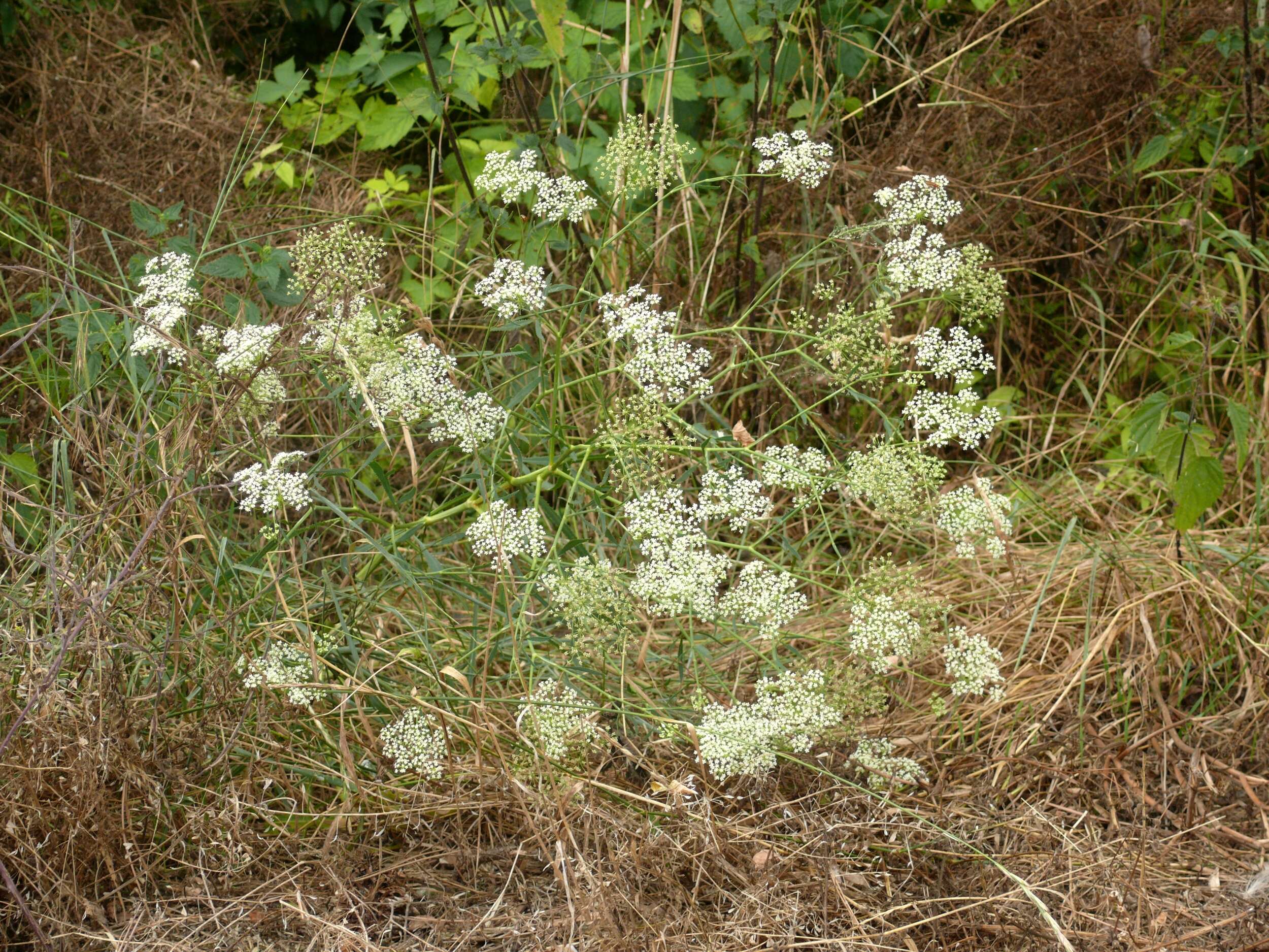 Image of longleaf