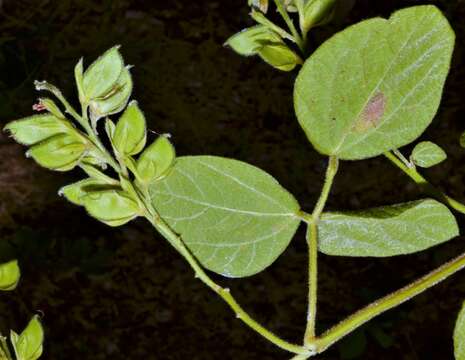 Plancia ëd Rhynchosia latifolia Torr. & A. Gray