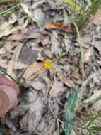 Image of Zornia dyctiocarpa var. filifolia (Domin) S. T. Reynolds & A. E. Holland