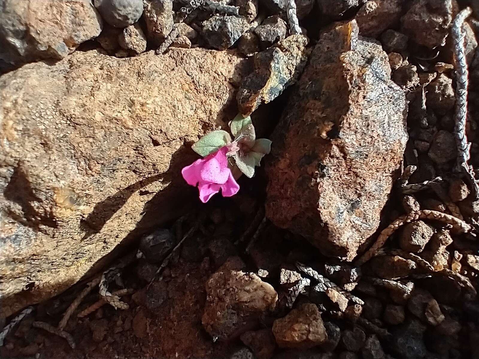 Diplacus cusickioides G. L. Nesom resmi