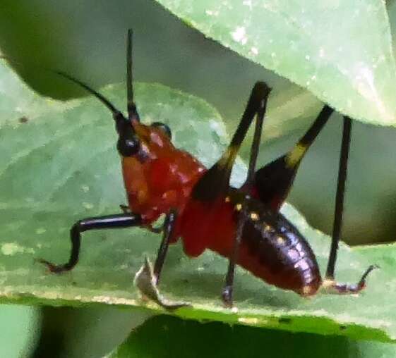 Image of Conocephalus (Anisoptera) melaenus (Haan 1843)