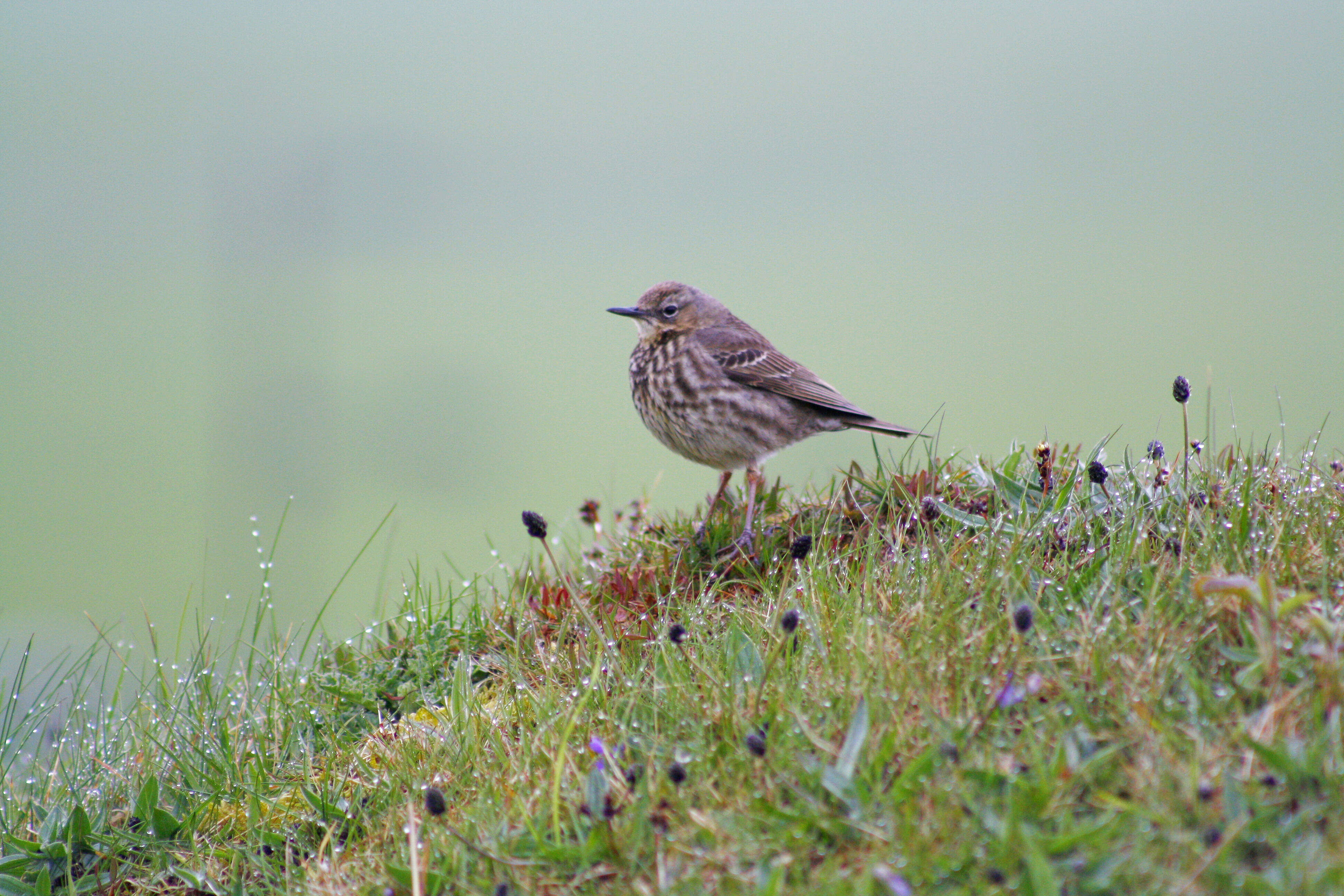 Anthus petrosus (Montagu 1798) resmi