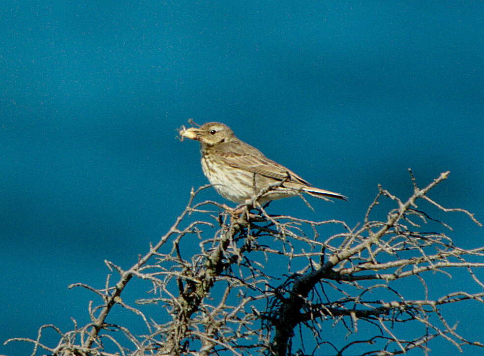 Anthus petrosus (Montagu 1798) resmi