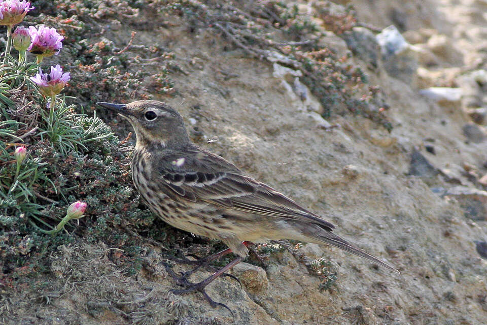 Anthus petrosus (Montagu 1798) resmi