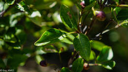 Imagem de Vitex pervillei Baker