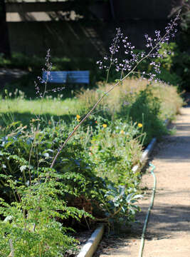 Imagem de Thalictrum delavayi Franch.