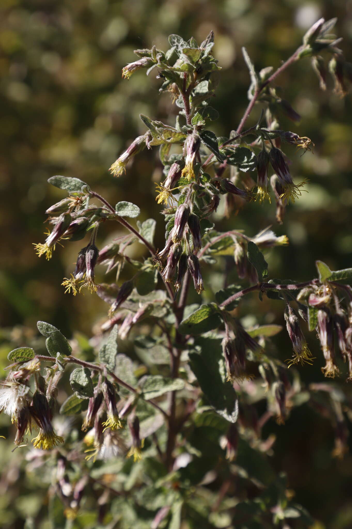 Image of Brickellia secundiflora (Lag.) A. Gray