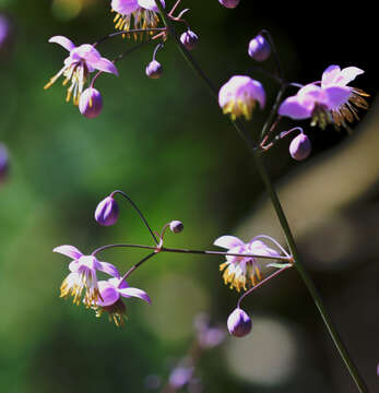 Imagem de Thalictrum delavayi Franch.