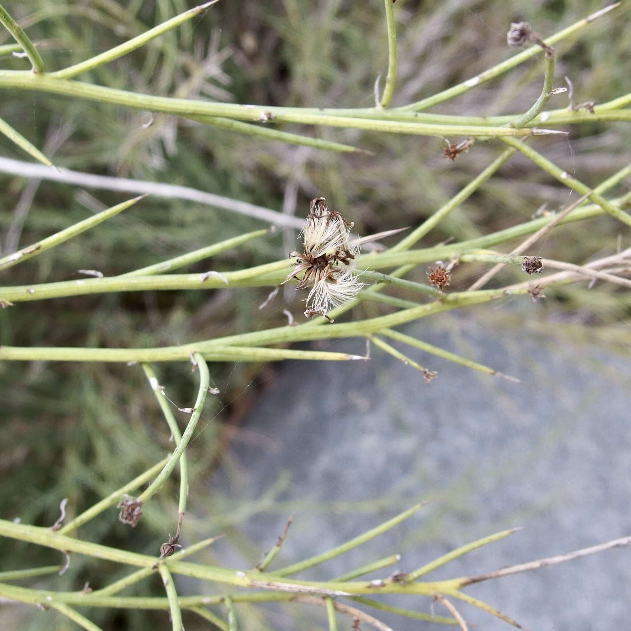 Image of Chloracantha spinosissima (Brandegee) Nesom