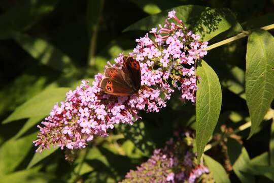 Image of scotch argus