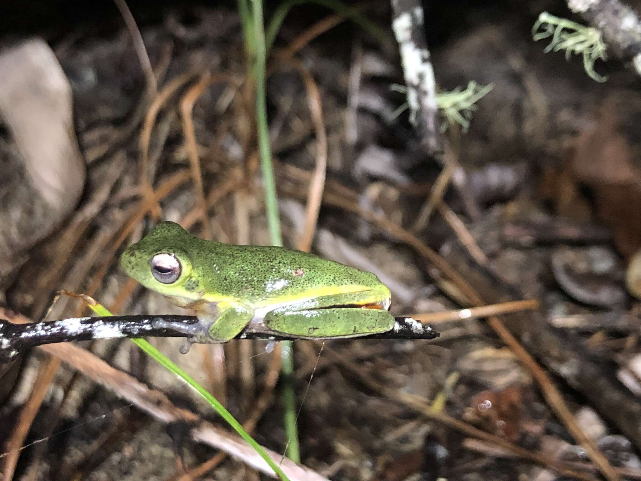 Litoria cooloolensis Liem 1974的圖片