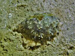 Image of mistaken cowrie