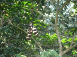 Image of Mucuna argyrophylla Standl.