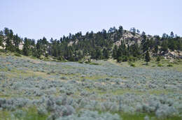 Imagem de Artemisia tridentata (Nutt.) W. A. Weber