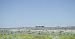 Imagem de Artemisia tridentata (Nutt.) W. A. Weber