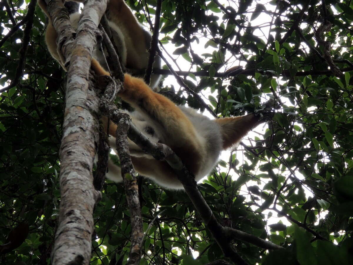 Image of Diadem Sifaka