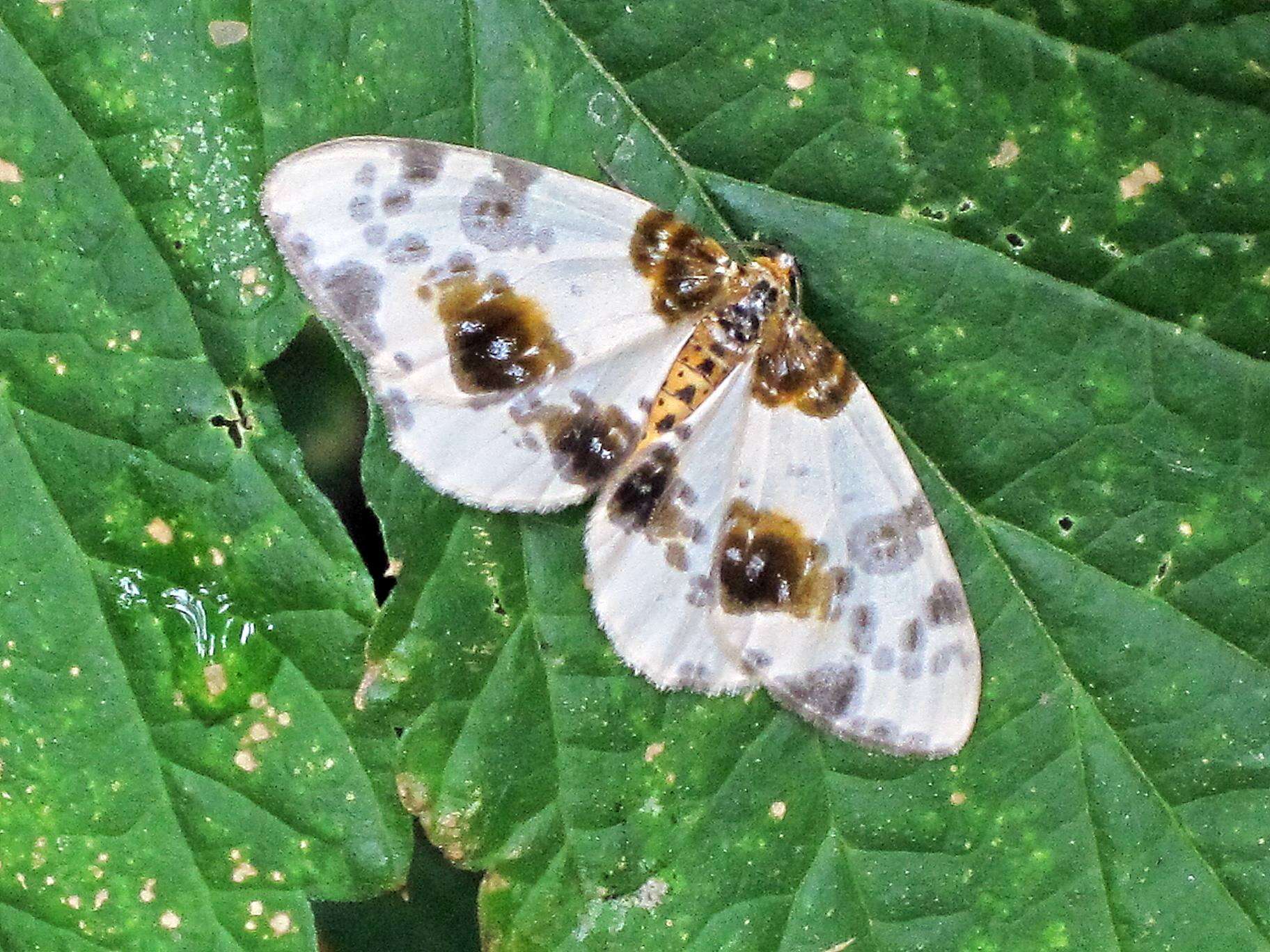 Image of clouded magpie