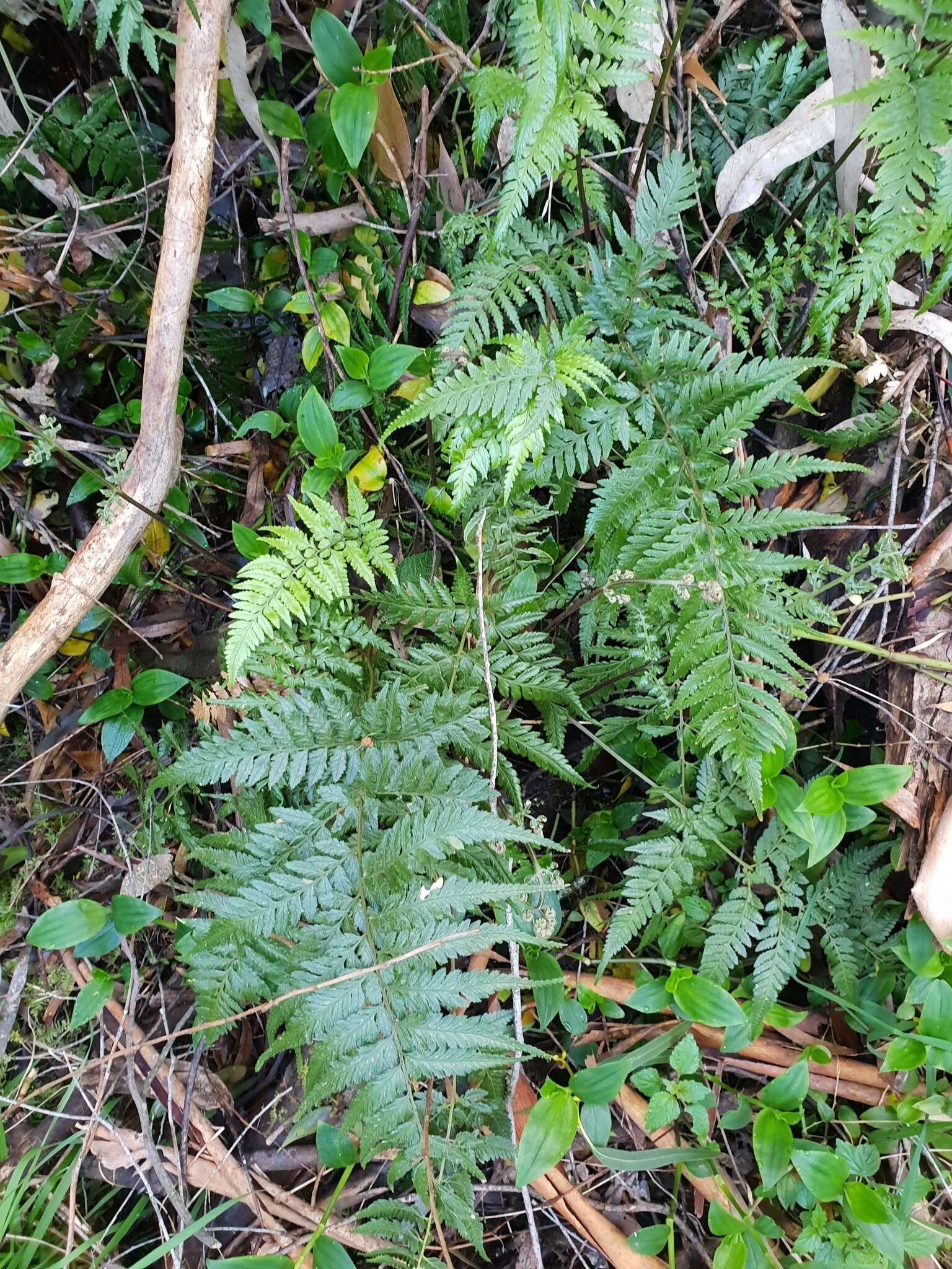 Imagem de Parapolystichum acuminatum (Houlston) Labiak, Sundue & R. C. Moran