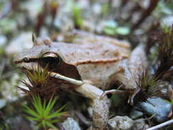 Image of Wood Frog