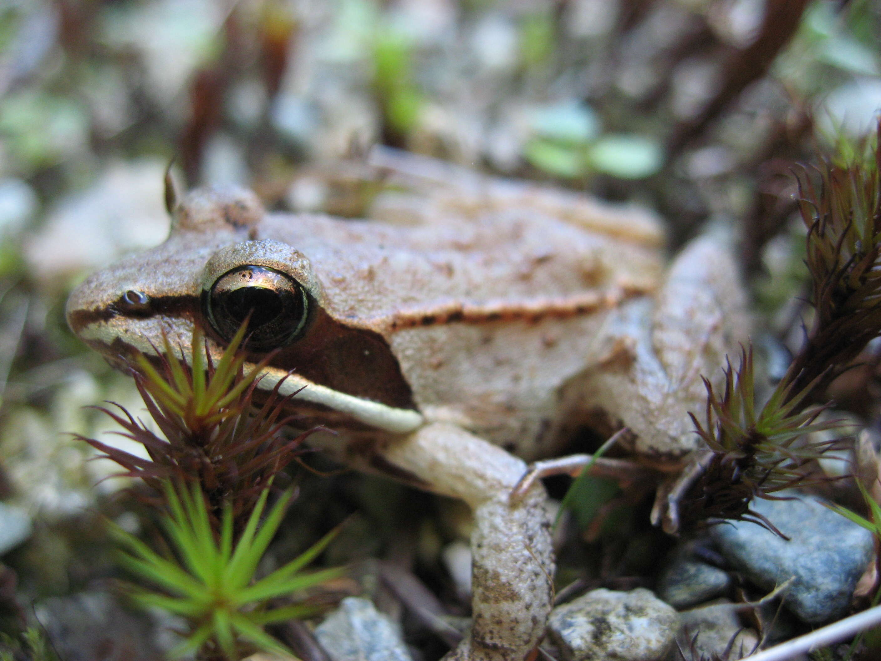 Image of Wood Frog