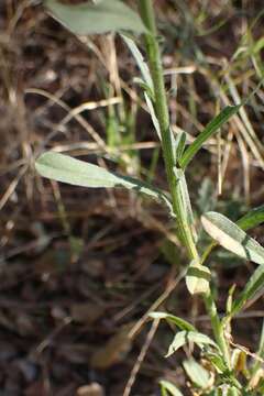 Image de Nidorella resedifolia subsp. resedifolia