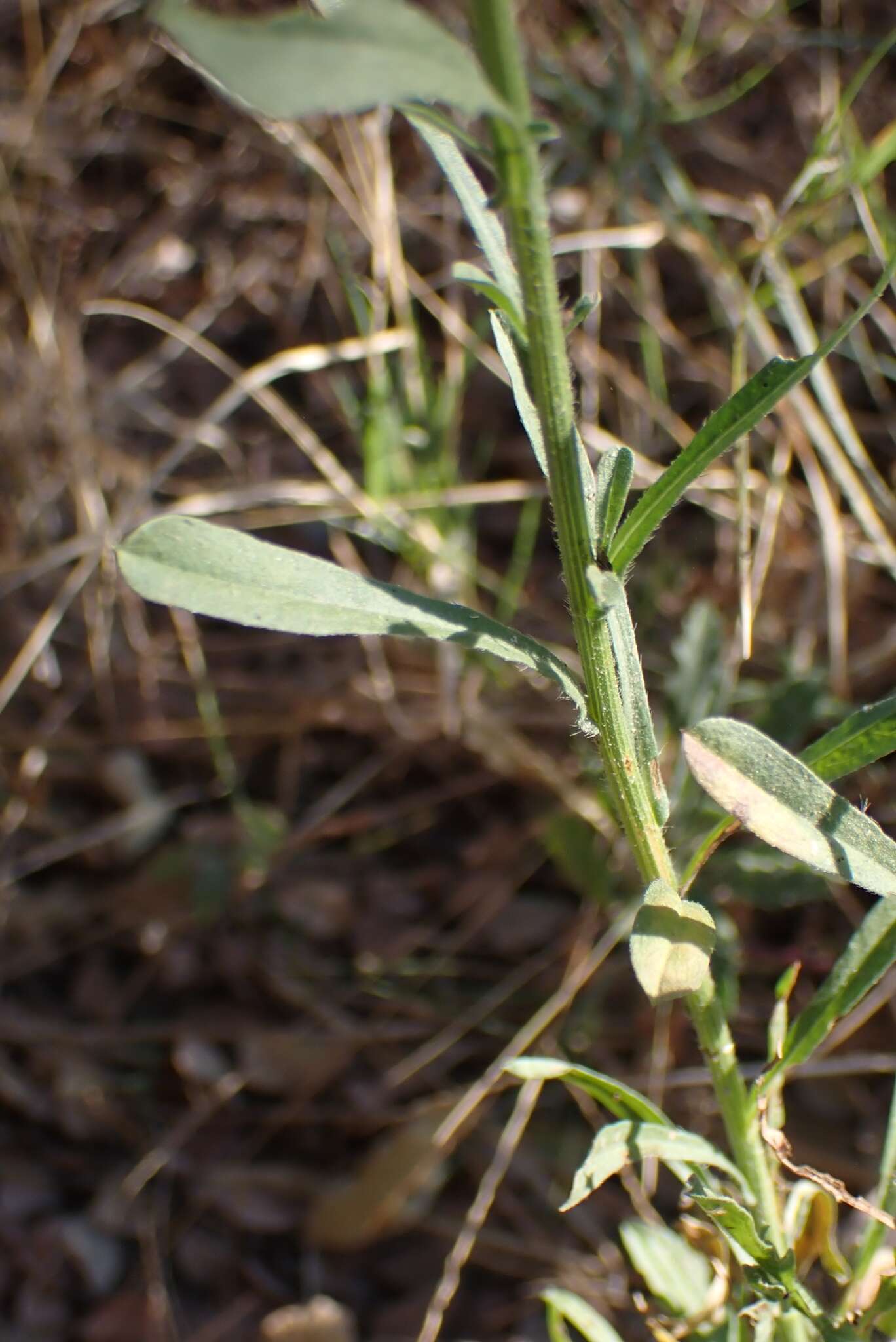Imagem de Nidorella resedifolia subsp. resedifolia