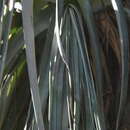 Image of Hechtia caerulea (Matuda) L. B. Sm.