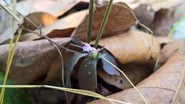 Haplanthus laxiflorus (Blume) Gnanasek., G. V. S. Murthy & Y. F. Deng resmi