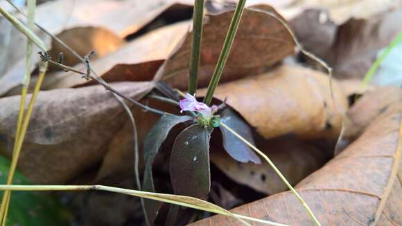 Haplanthus resmi