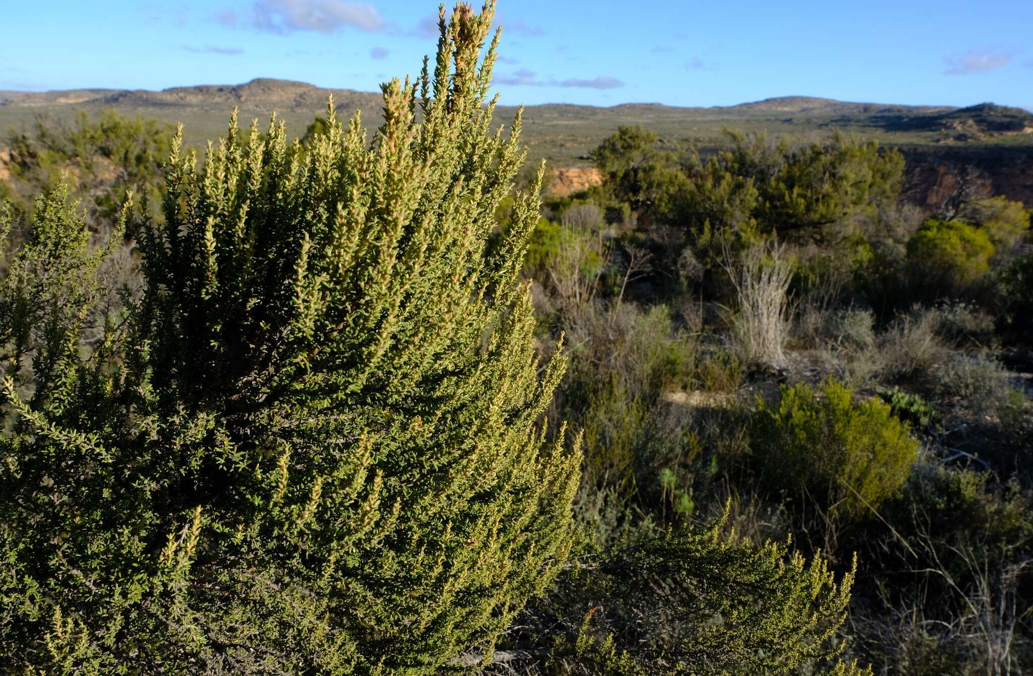 Image of Cliffortia dichotoma Fellingham