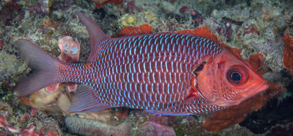 Image of Violet squirrelfish