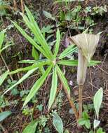 Imagem de Arisaema erubescens (Wall.) Schott