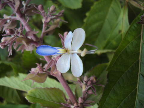 Слика од Rotheca serrata (L.) Steane & Mabb.