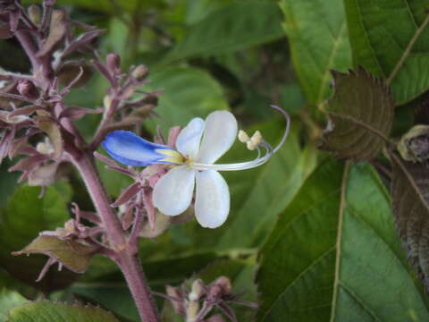 Image of blue fountain bush