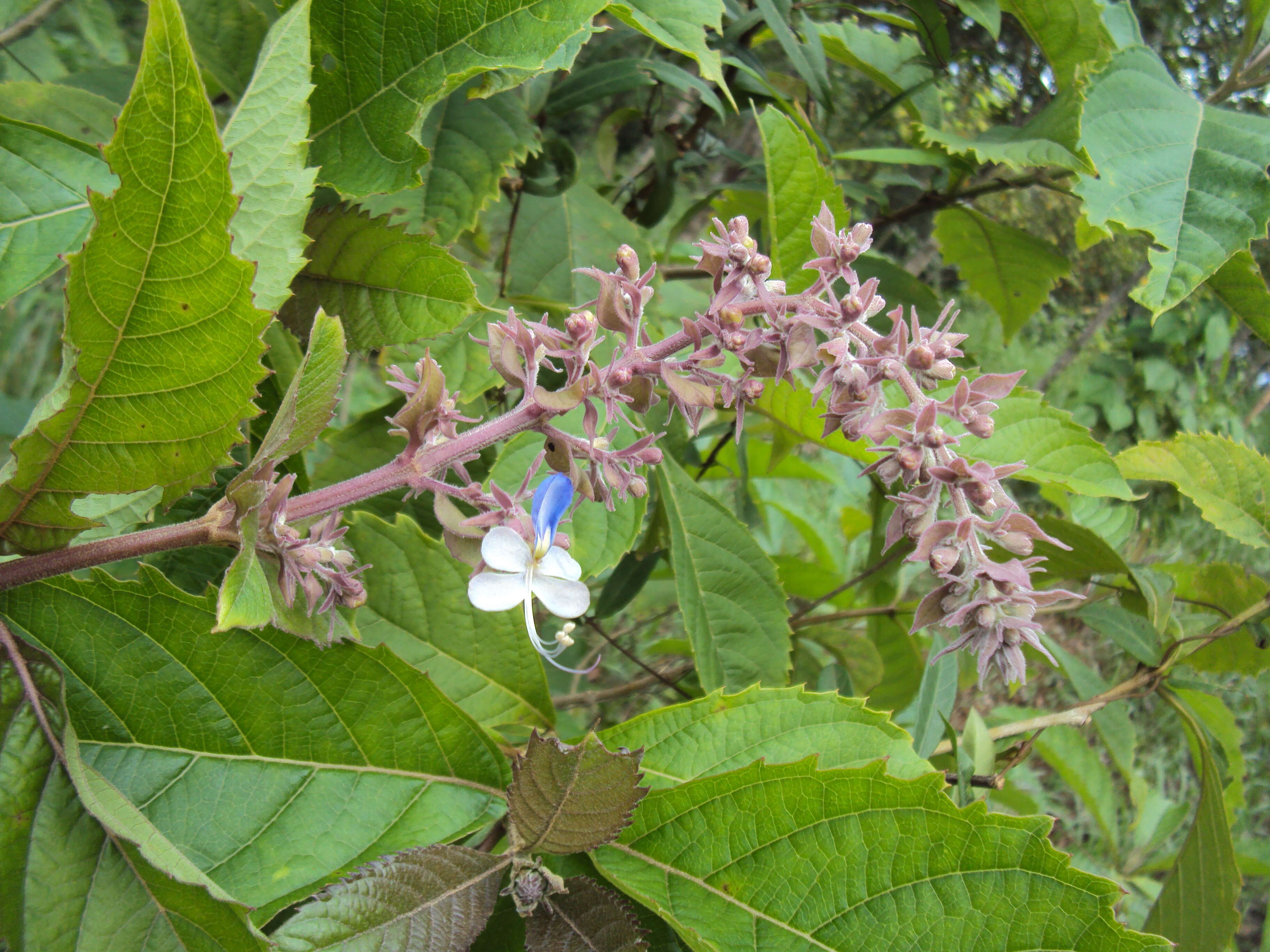 Imagem de Rotheca serrata (L.) Steane & Mabb.