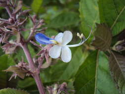 Слика од Rotheca serrata (L.) Steane & Mabb.