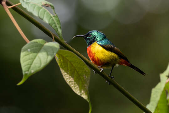 Image of Regal Sunbird