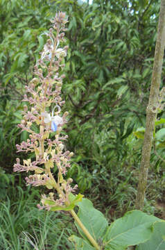 Слика од Rotheca serrata (L.) Steane & Mabb.