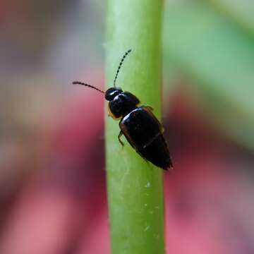 Image of Tachinus (Tachinus) flavolimbatus Pandellé 1869