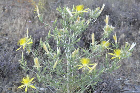 Image of giant blazing star