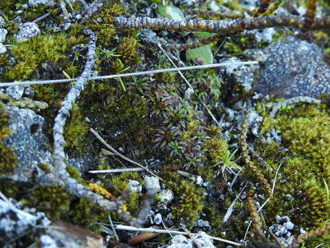 Image of Abrotanella pusilla (Hook. fil.) Hook. fil.