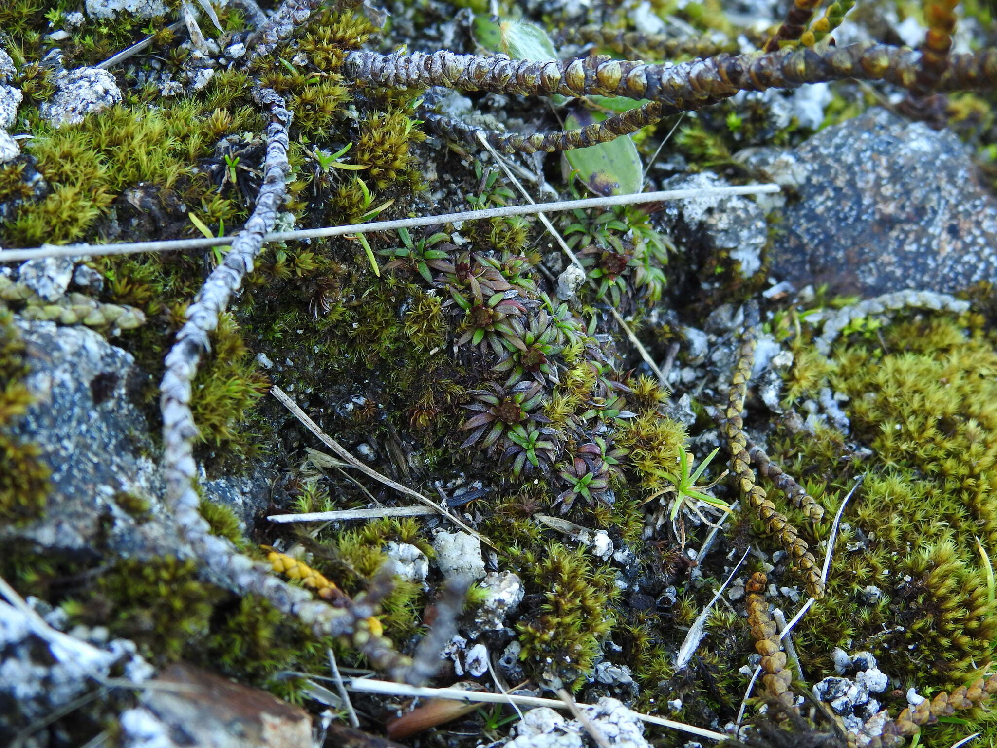 Image of Abrotanella pusilla (Hook. fil.) Hook. fil.