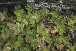 Image of Potentilla brachypetala Fisch. & Mey. ex Lehm.