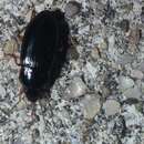 Image of Pennsylvania Dingy Ground Beetle