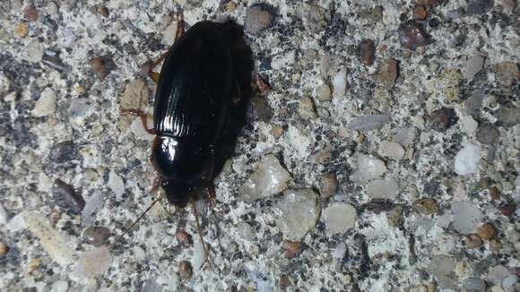 Image of Pennsylvania Dingy Ground Beetle